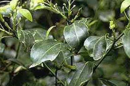 Ravensara Aromatica